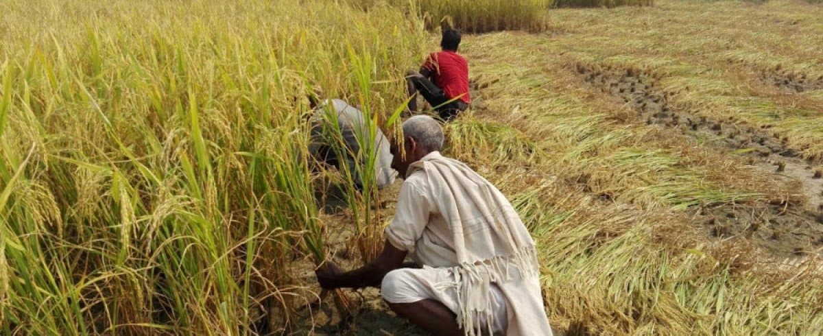 Fear of Food Crisis as Multiple Problems Hit Paddy Production